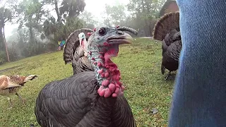 Angry Turkey Hen