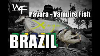 W4F - Fly Fishing Brazil - Payara at Xingu Lodge