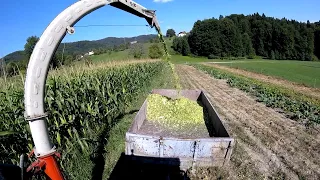 Feeding Dairy Cows with Fresh Corn