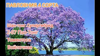 Павловния 4 сорта