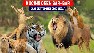 NGAKAK!! Harimau Kok Takut Sama Kucing Oren Bar-bar! Kucing Oren Vs Harimau! Siapa yang Menang?