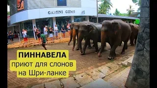 Пиннавела, Шри-Ланка #3 - питомник слонов 🐘 отель Elephant Bay, бумага из говна и прочие радости