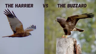 Marsh Harrier vs  Common Buzzard