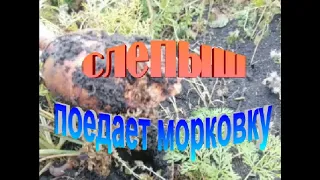 Слепыш вредитель хотел уничтожить морковку  Но не тут то было!!!