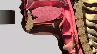 Normal Swallowing & Swallowing Screen Video: Angela Mansolillo