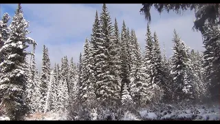 В Красивой снежной тайге Сибири Жили 3 дня На снегу Следы Медведя Шатуна, Лося Ледяные плотины бобра