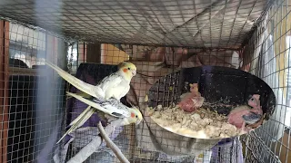 Cockatiel successful breeding tips|Cockatiel chicks.