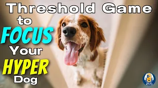 Training Plan For Hyper Excited Dogs: Play The Threshold Game For Calm Focus #258 #podcast