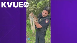 Hays County deputies rescue fawn near elementary school