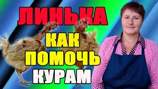 ЛИНЬКА - как помочь курам. Почему снижается яйценоскость у кур.