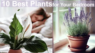 10 Best Plants for Your Bedroom | XTECH