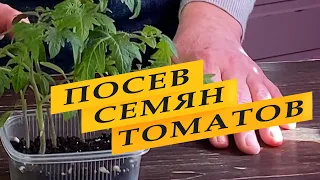 Посев семян томатов