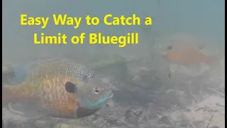 Easy Way to Catch a Limit of Bluegill