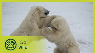 Living with Polar Bears - Go Wild