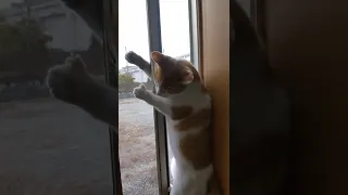 家に入れろと騒ぐ猫。窓を開けたら猫のお股から猫が現れた。