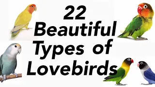 Types of Love birds | lovebirds mutation | love birds