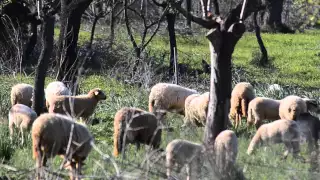 Secretos de Mallorca, Parte 10 - Primavera