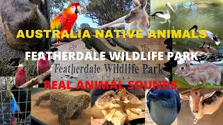 AUSTRALIA NATIVE ANIMALS | FEATHERDALE PARK | Animal Sounds | DINGO, BIRDS, REPTILE, SNAKES, LIZARDs