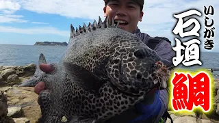 底物の高級魚「イシガキダイ」釣って即締め現地で食う‼