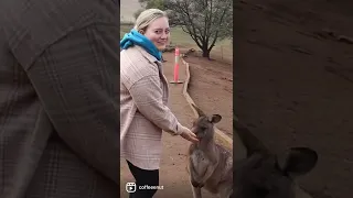 American Meets Kangaroos for the first time in Tasmania, Australia