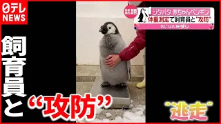 【ジタバタ】赤ちゃんペンギンと飼育員が"攻防"  動画が話題に