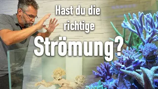 STRÖMUNG + DEKO im Meerwasseraquarium?! - So machst du es richtig