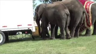 Brian Franzen - Elephant Abuser