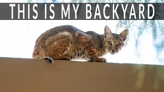 A bobcat and her kitten.  Just hanging out in my backyard like bobcats do.