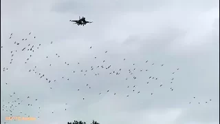 Birds DANGEROUSLY close to approaching F-16's, Leeuwarden AB (EHLW)