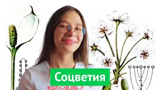 Виды соцветий