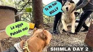 Bully👹 vs Husky👺 hogya Shimla mei🫣🤯 - Day 2