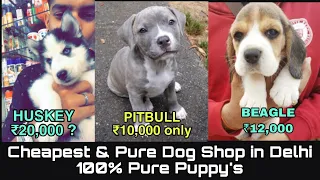 CHEAPEST PURE DOGS SHOP IN DELHI | WHOLESALE, RETAIL | DOGS IN CHEAP PRICE WITH PHONE NUMBER