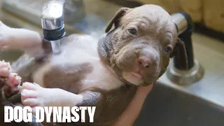 Giant Pitbull Hulk’s $15,000 Puppies | DOG DYNASTY