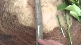 Grafting Citrus Demonstration