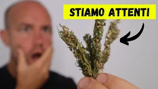 Il tuo corpo ● Dopo aver usato CANNABIS per un mese