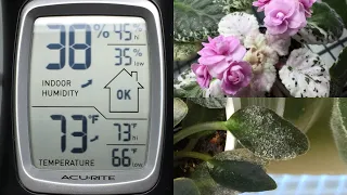 How Cold Is Too Cold for African Violets?