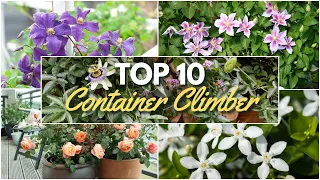 Top 10 Climbing Vines for Containers 🌿 Best Plants for Pots & Trellises 🌸