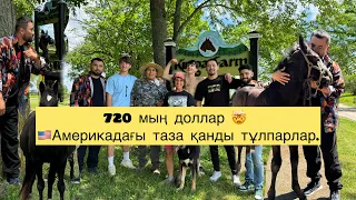 Недеген тұлпарлар? Эксклюзив! 720 мың долларлық тай! Кентукки. Kinga farm!