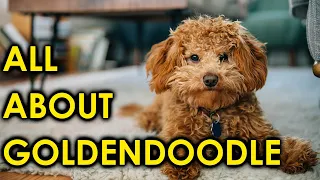 Goldendoodle Dog Breed Guide Puppies to Adults/Amazing Dogs