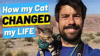 7 things I WISH I knew BEFORE getting a cat/kitten!