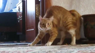 Funny and Cute Cat videos to Cheer Up your Weekend 2024!😹 #9