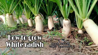 Growing White Radish From Seeds Till Harvest / Easy and Grow well / White Radish by NY SOKHOM