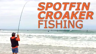 Spotfin Croaker + the Bait that's been catching LOADS!