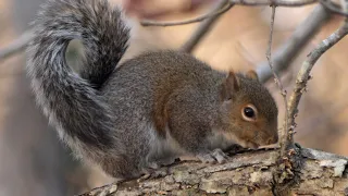 Eastern grey squirrel near Dickson, TN (4K) - Panasonic 100-400mm lens on GH5 II (GH5M2) camera