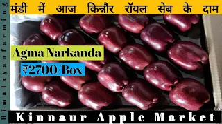 एगमा नारकंडा में किन्नौर सेब की बोली | Today's Kinnaur Apple Market | Must Watch | Himalayan Farming