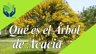 Acacia: todo lo que necesitas saber sobre estos árboles