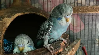 Singing Budgie Happy Song | Most Beautiful Budgie Songs | Parakeets Chirping Sounds | KichirMichir