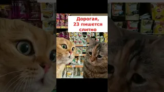 Ответил,неожиданная концовка.#рекомендации#рек#youtubeshorts#shorts#тренды#приколы#котики