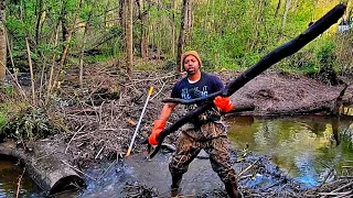 BEAVER DAM REMOVAL In One Minute! Insanely Large Wood!