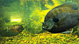 Our Pet Bluegills Spawned! (Baby Bluegills in the Backyard Pond)